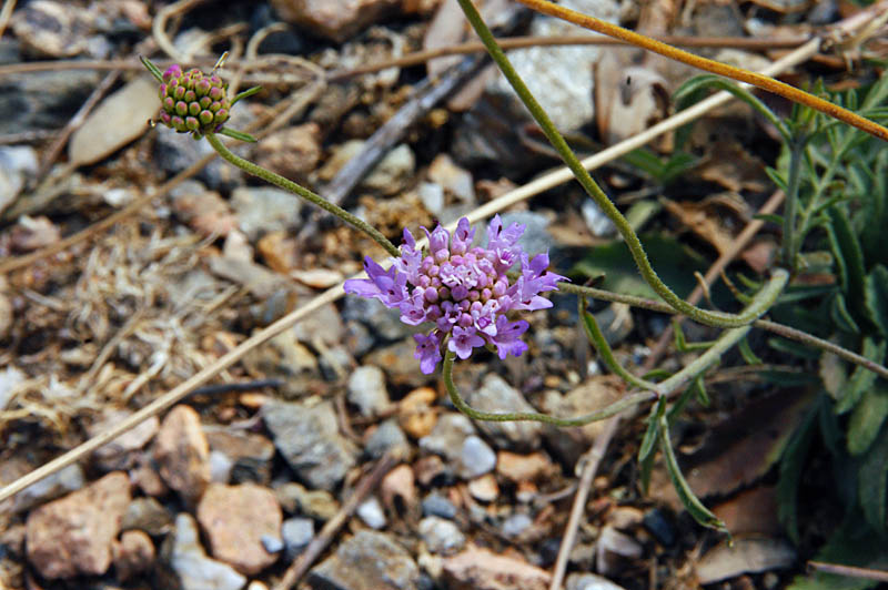 Sixalix atropurpurea